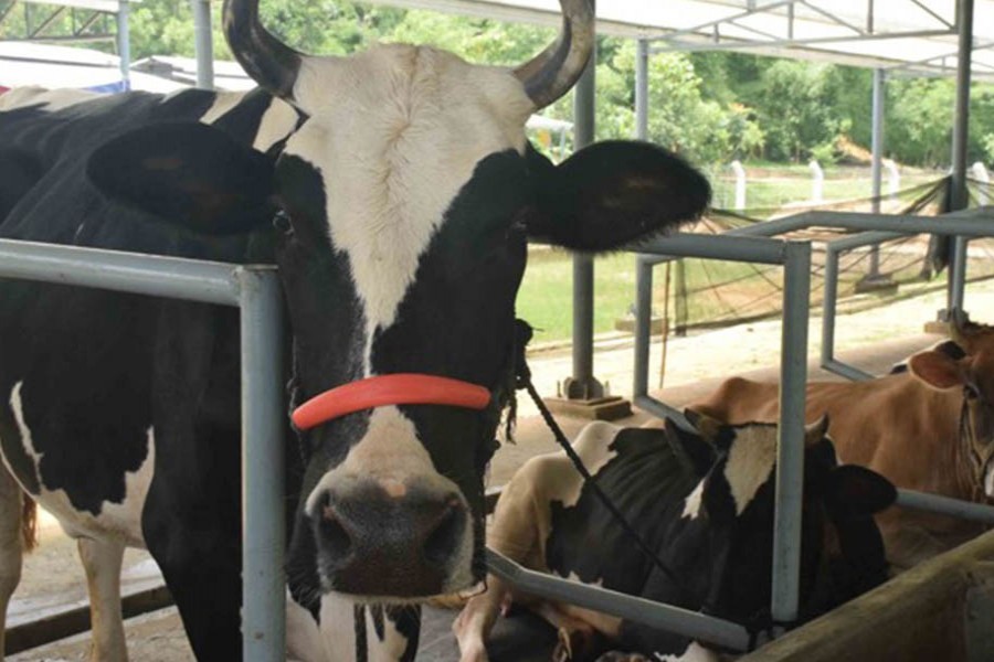 Dairy farmers still counting losses despite govt assurance