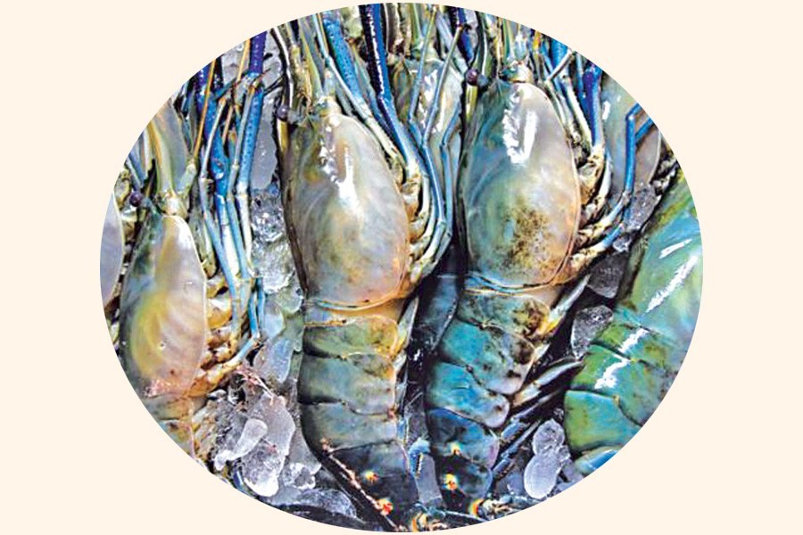 Aid sought as shrimp sector sliding into deep crisis