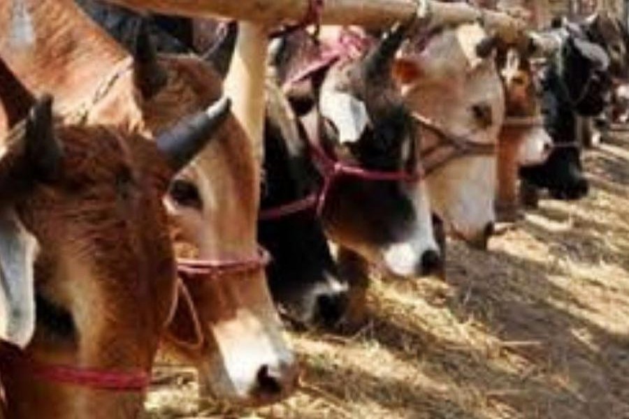 Over 10m sacrificial animals ready: Minister