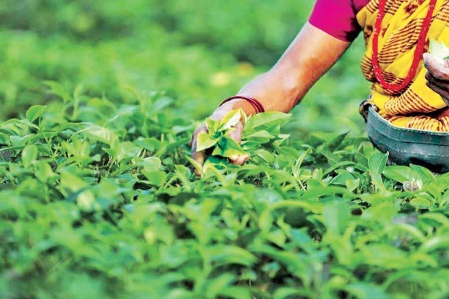 Govt asks Bangladesh Bank to include tea sector in stimulus package