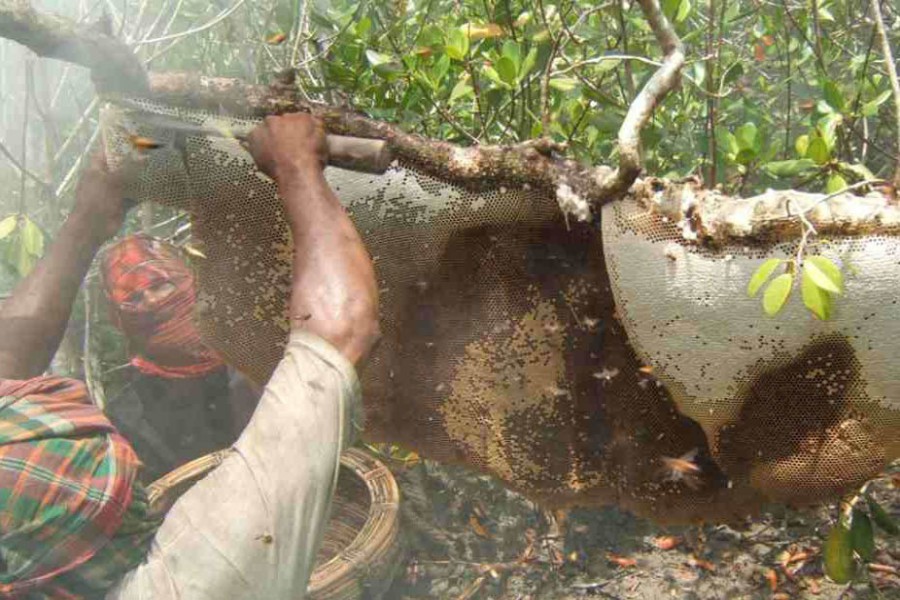 Beekeepers cheerful as Sundarbans sees honey boom