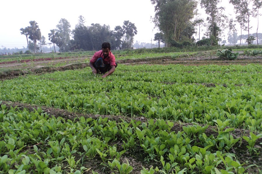 A farmer removing weeds from his spinach field in Kahaloo upazila of Bogura. The district witnessed a bumper yield of the winter vegetable this season — FE Photo