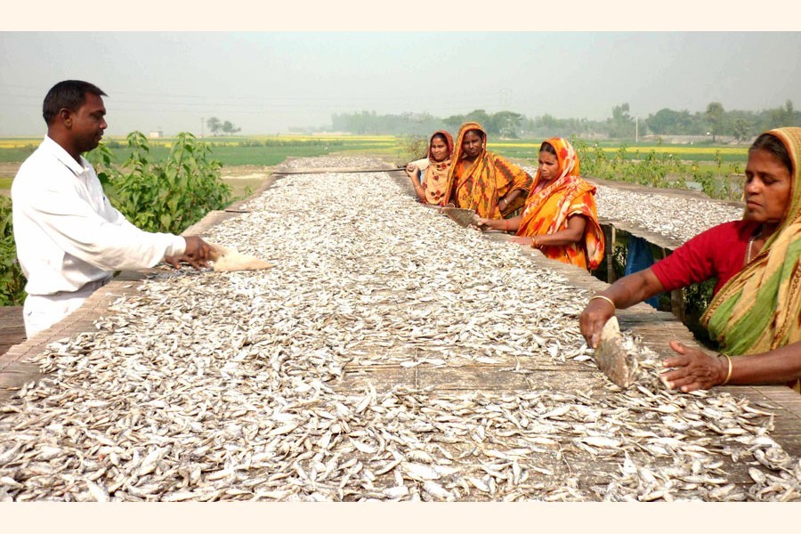 Photo shows workers drying fishes in the Chalanbeel area — FE Photo