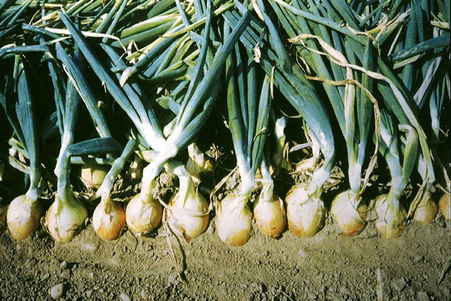 Bumper yield of onion delights Rajshahi farmers