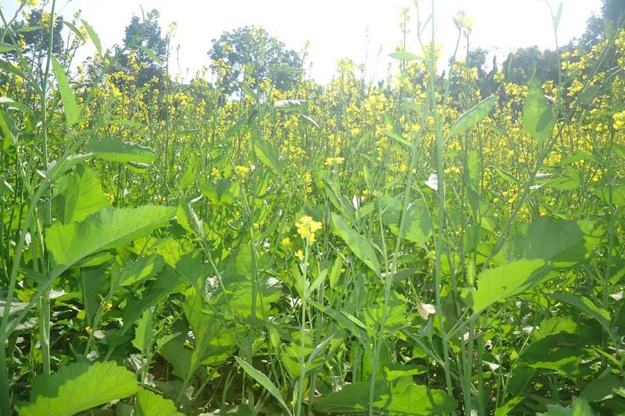 A partial view of a mustard field in Nalidanga village of Magura — FE Photo