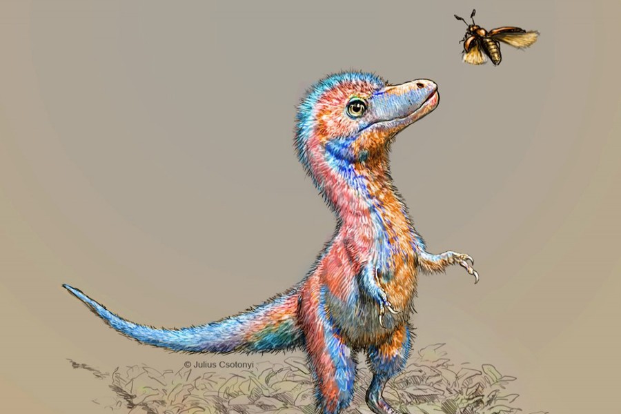 A baby tyrannosaur from the Cretaceous Period of North America, based on partial fossils unearthed in the US state of Montana and in the Canadian province of Alberta, is seen in an undated artist's rendition  — Julius Csotonyi/Handout via Reuters