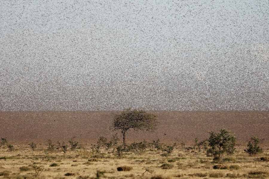 Farmers making animal feed from a locust plague