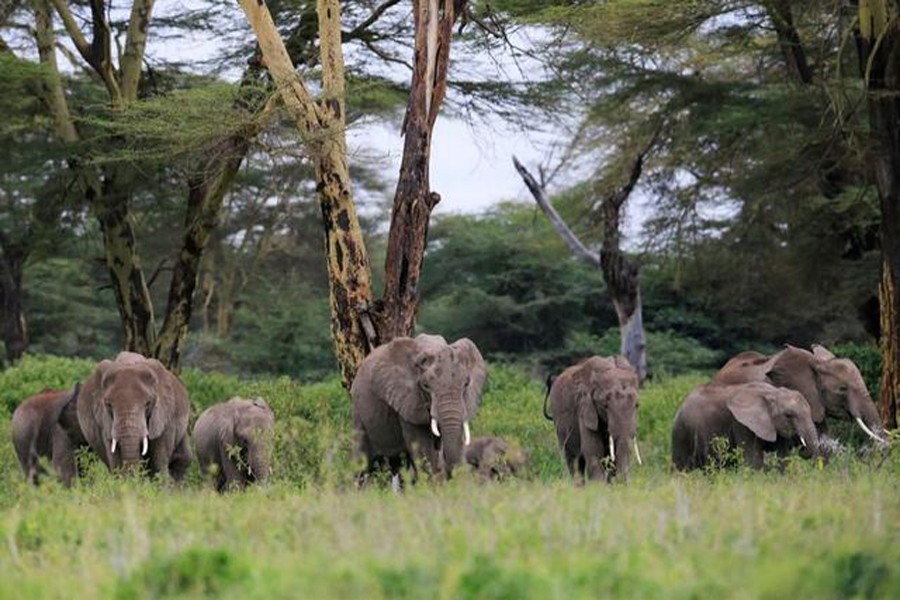 Elephants or avocados -- a Kenyan dilemma