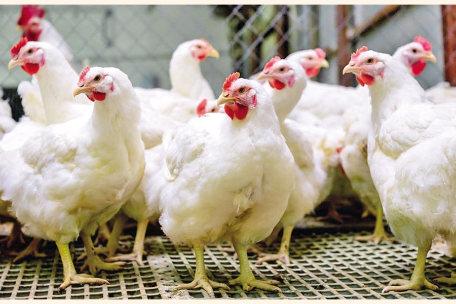 Deficiency in policies, incentives hits poultry export
