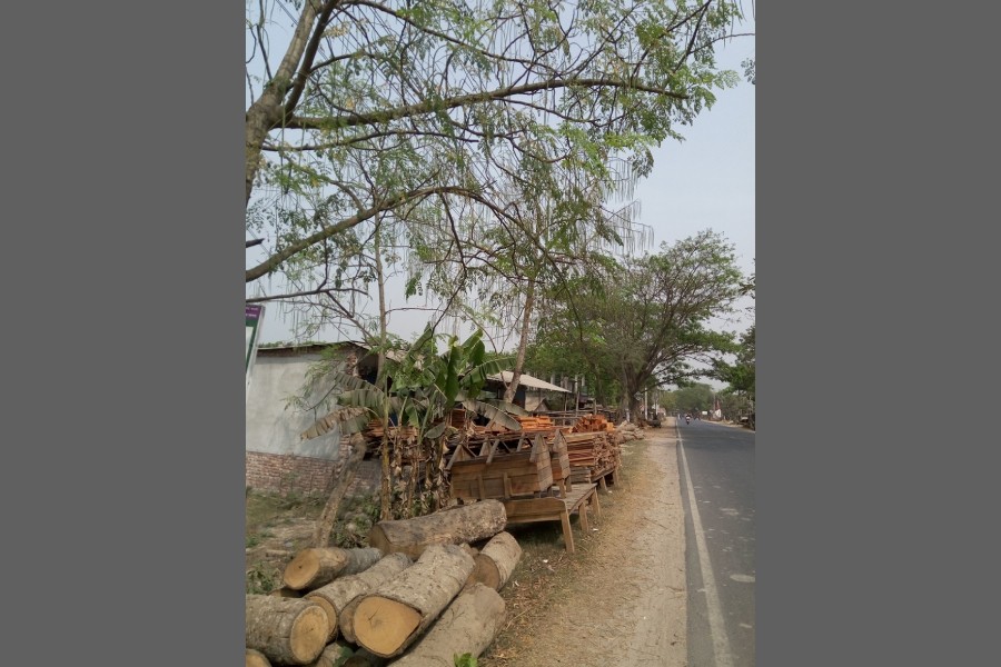 A horseradish tree in Jhenaidah district — FE Photo