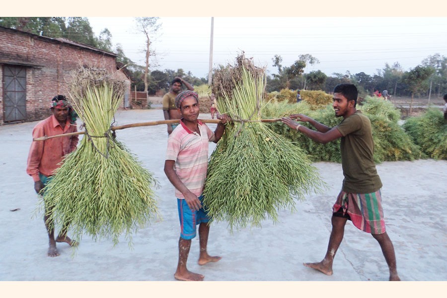 Farmers taking the harvested crop to their homes at Akkelpur upazila in Joypurhat — FE Photo