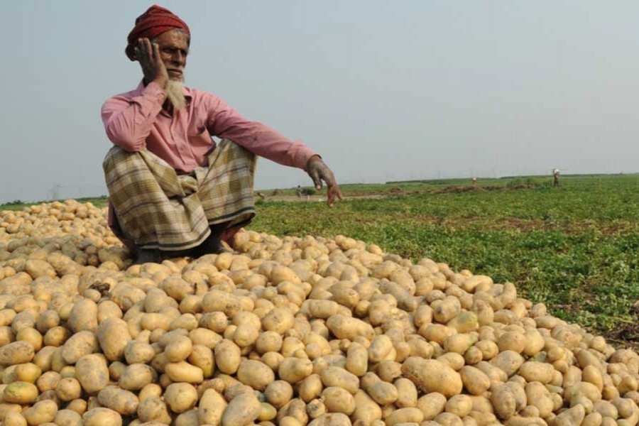 Addressing potato growers' storage problem 