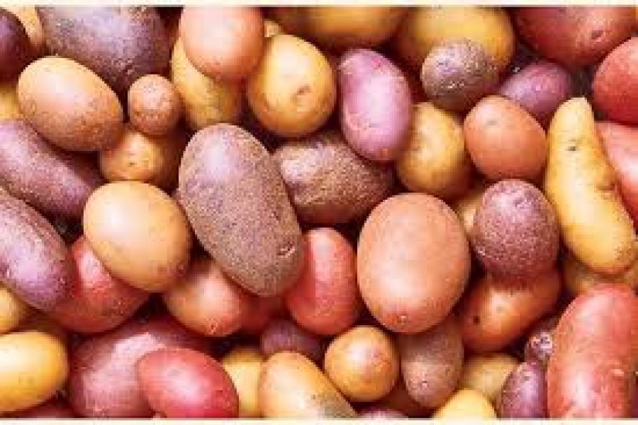 Finding a way out to avoid potato glut