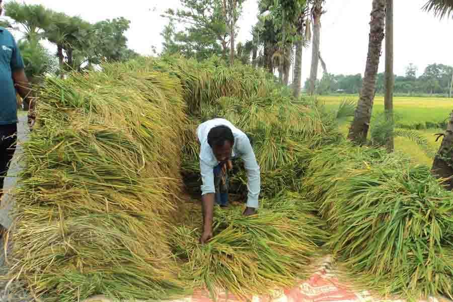 A farmer harvesting Boro paddy in Dhunat upazila of Bogura using the traditional method — FE Photo
