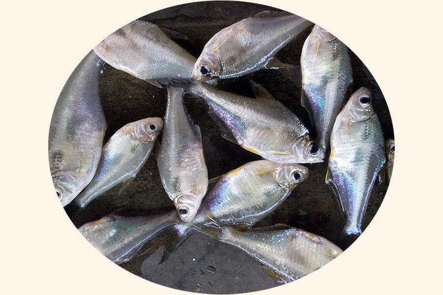 Researchers succeed in breeding of Bangladesh's endangered fish species