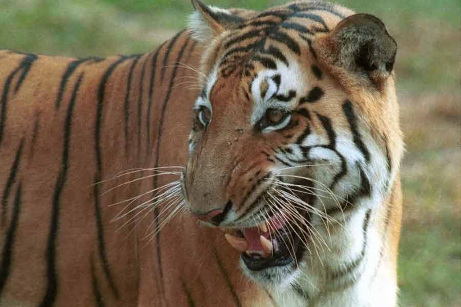 A Royal Bengal tiger at the Dhaka Zoo –Reuters file photo