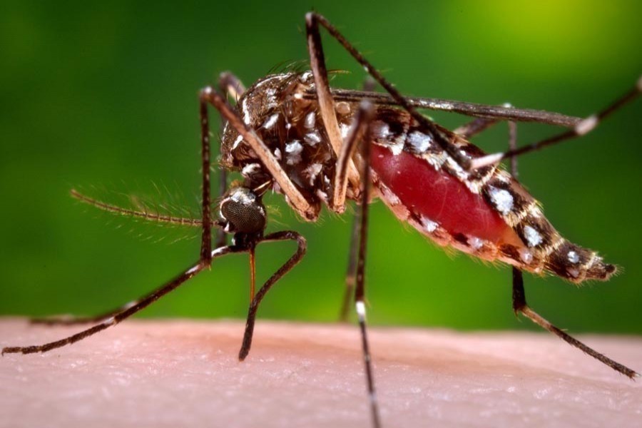 Suicidal inertia in fighting dengue