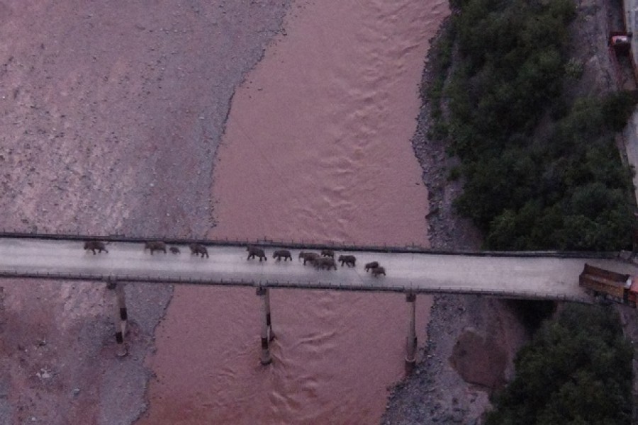 An aerial view shows a herd of wild Asian elephants crossing the Yuanjiang River in Yuanjiang county of Yuxi, Yunnan province, China August 8, 2021. The elephants are on their way back to their traditional habitat, according to provincial officials — China Daily via Reuters
