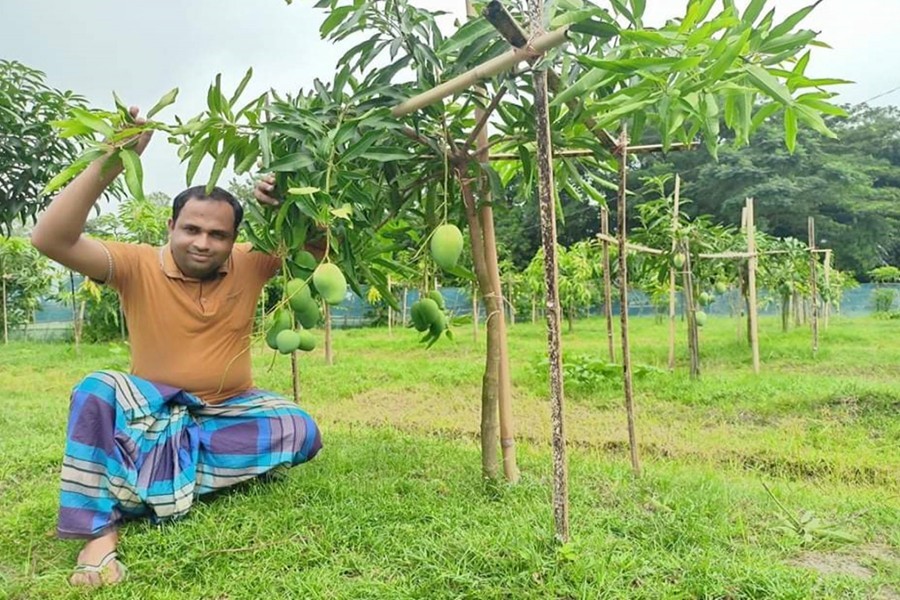 Anwar Zahid Mallick Wasim posing at his Baromasi BARI Mango-11 orchard at Brahmanjat village under Kandiura union of Kendua upazila in Netrakona — FE Photo