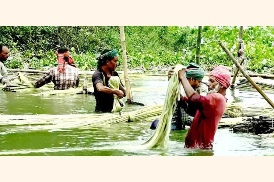 Farmers washing jute fibres in water body. The photo was taken from Jamalpur district — Focus Bangla