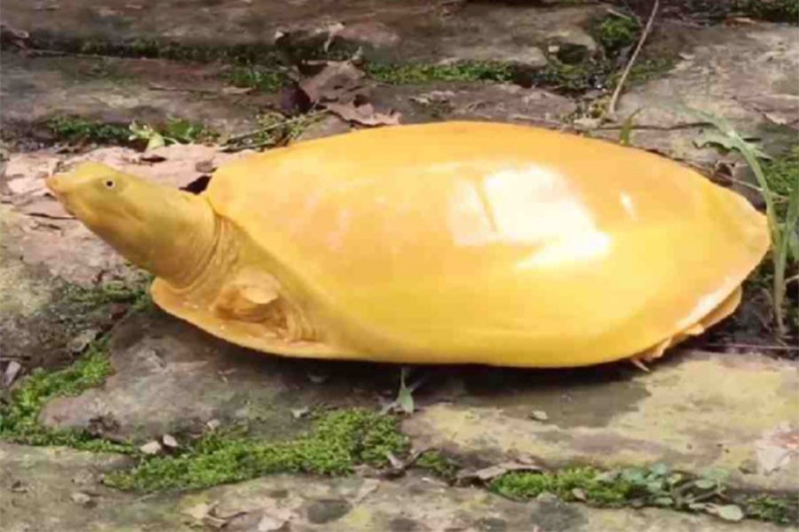 Rare yellow flapshell turtle found in Faridpur