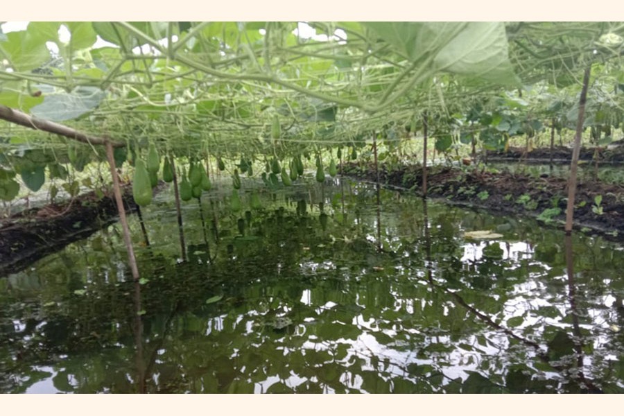 Photo shows cultivation of floating vegetables in Coma Beel of Purbadhala upazila of Netrakona — FE Photo