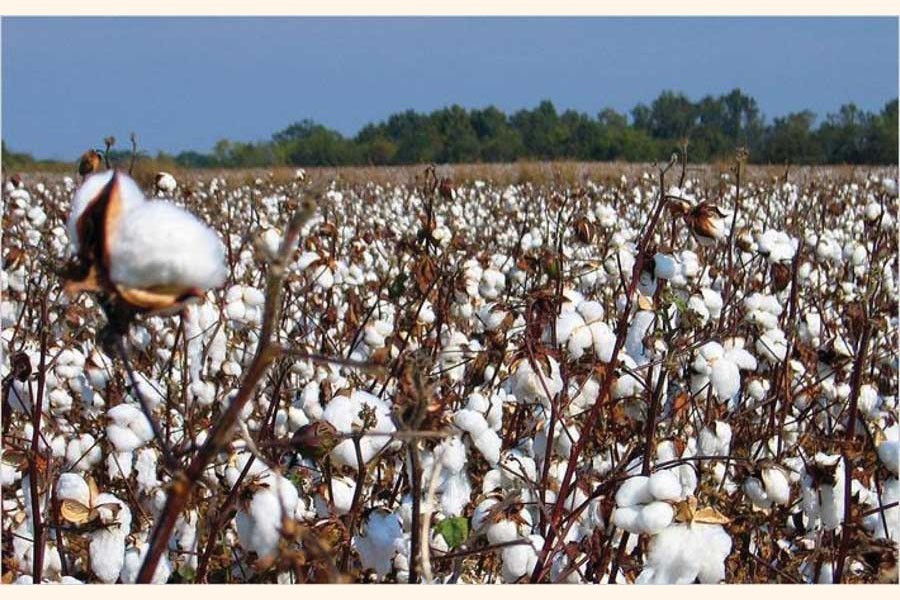 Ensuring secure supply of cotton for industry   