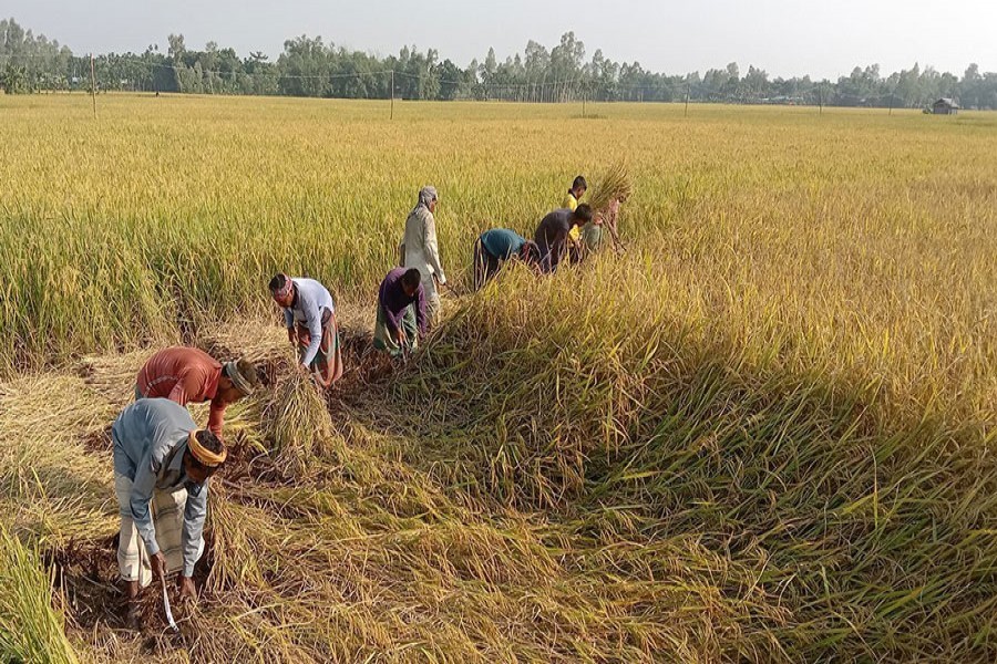 Farmers busy harvesting Aman paddy at a village in Tangail district — BSS