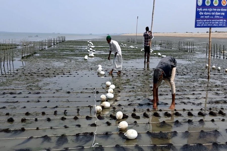 Farmers busy planting seeds of algae in coastal region of Cox's Bazar — FE Photo