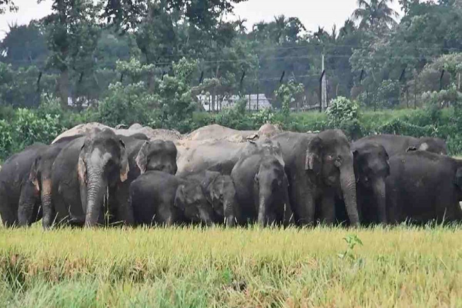 Saving the wild elephants   