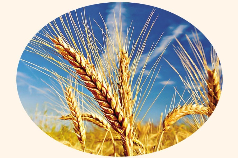 Wheat production fall raises food security concerns