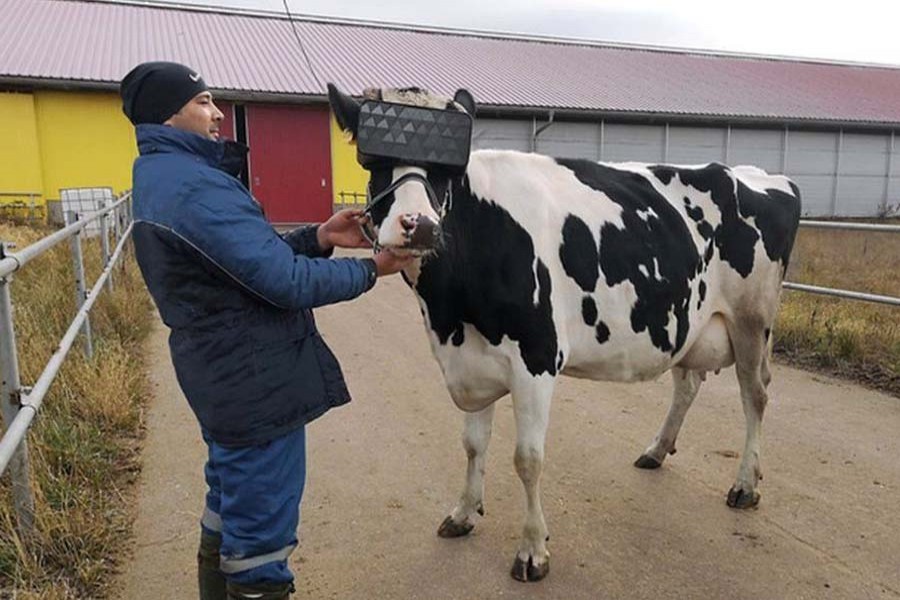 Turkish farmer used VR headset to increase milk production
