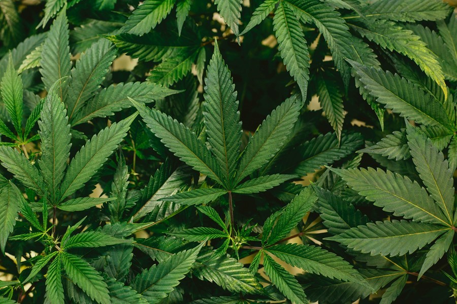 Scientists claim cannabis can prevent Covid