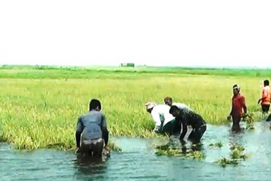 Flood-hit haor farmers to get stimulus package