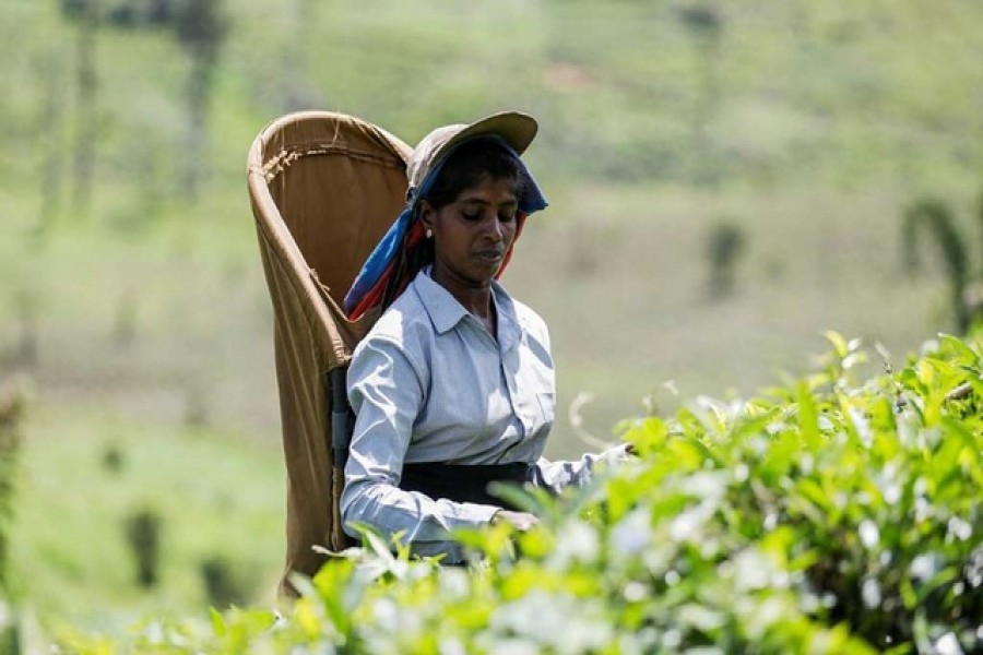 Arulappan Ideijody, 42, plucks tea leaves at an estate, amid the country's economic crisis, in Bogawantalawa, Sri Lanka, April 29, 2022 — Reuters