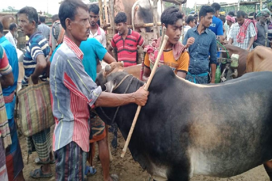 Makeshift cattle markets gaining momentum in Khulna