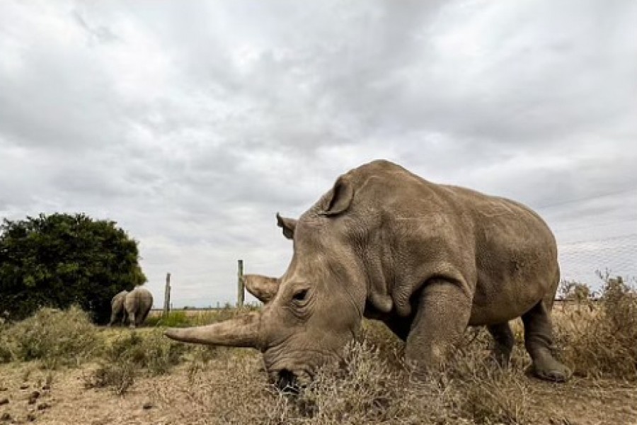 Najin, one of the last two northern white rhino females, stands at her enclosure at the Ol Pejeta Conservancy, Nanyuki, Kenya, Jul 29, 2022. REUTERS