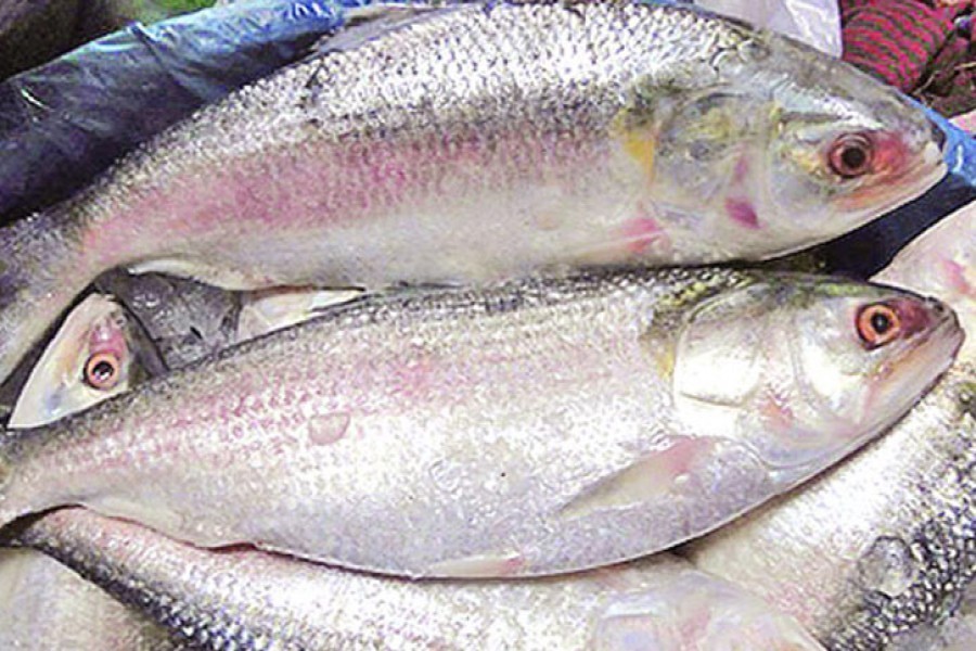 22-day ban on hilsa fishing from Friday