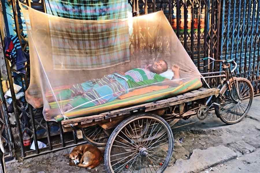 As the dengue menace grips the city, a rickshaw-van puller sleeps inside a mosquito net on his three-wheeler to keep the mosquito-borne disease at bay. The photo was taken in the Banglabazar area of old Dhaka on October 1 this year. —FE file photo