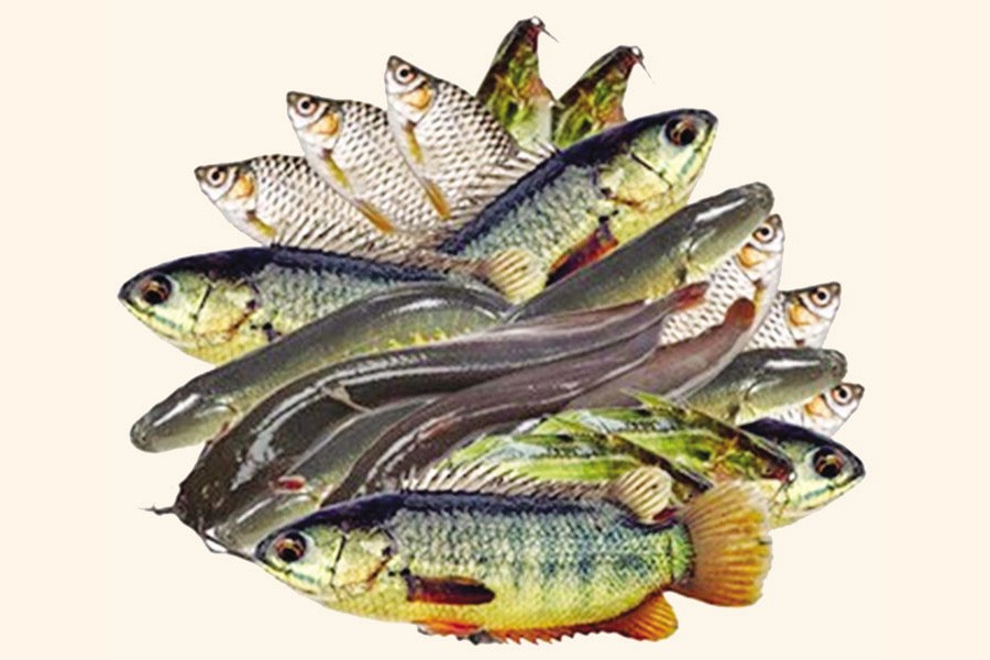 Saving freshwater small  indigenous fish species