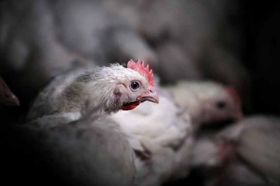 South Africa reports bird flu outbreak on a farm
