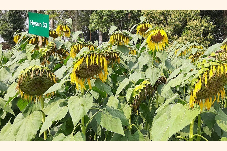 Sunflower farming gaining popularity in Manikganj