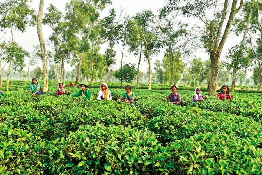 Tea industry in Bangladesh at crossroads