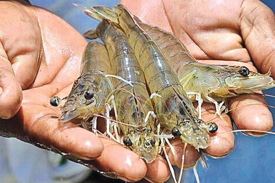 New varieties of shrimp with better export prospect
