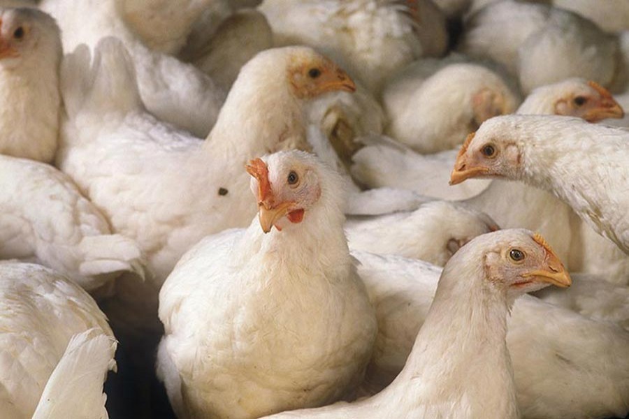 How concerning is bird flu?