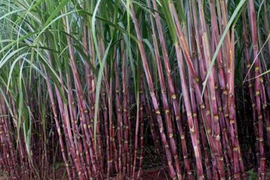 India's sugar output could fall further as cane matures early