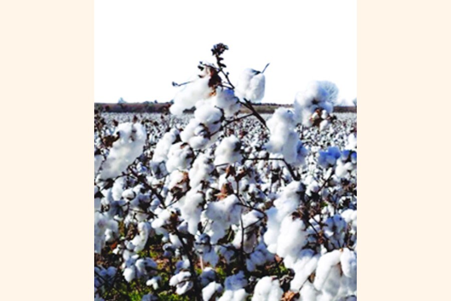 BD relaxes fumigation clause for US cotton